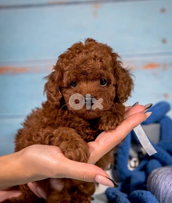 Adorable Toy Poodle Red Brown dark color available in store & delivery 0