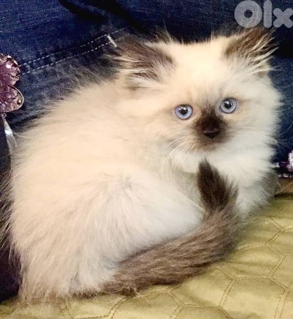 Adorable Himalayan kitten blue eyes in store & delivery قطط 0