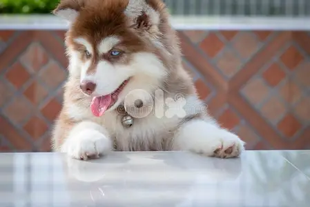 Unique Red Siberian Husky Puppies/ dog كلاب