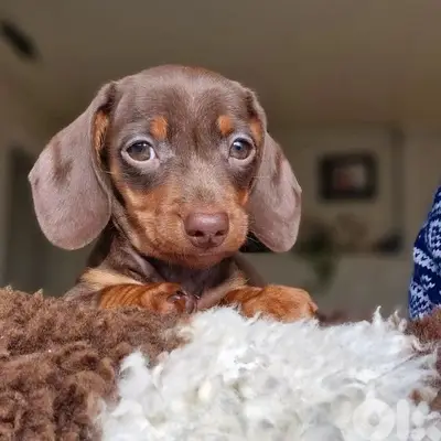 Chocolate and Tan Dachshund Puppies/ dog كلاب
