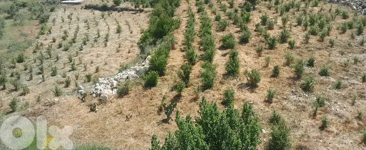 Land for sale in Bednayel-Koura  أرض للبيع في بدنايل-الكورة