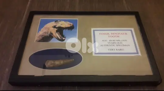 Very rare dinosaur tooth 70 million years old from USA