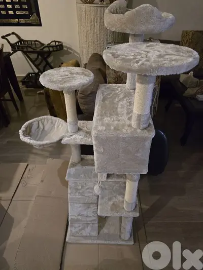 cat home