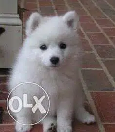 Pomeranian Spitz