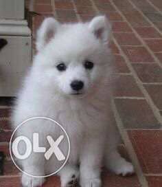 Pomeranian Spitz 0