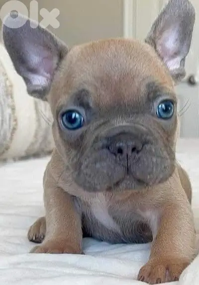 Blue Fawn French Bulldog Puppy unique color imported Dog كلاب