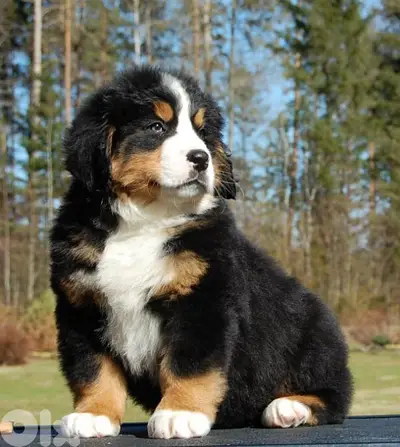 Bernese Mountain Dog Puppies /dog كلاب