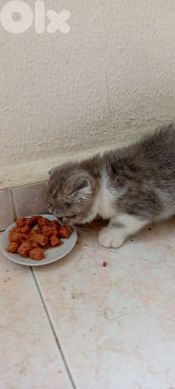 Scottish fold kitten 0