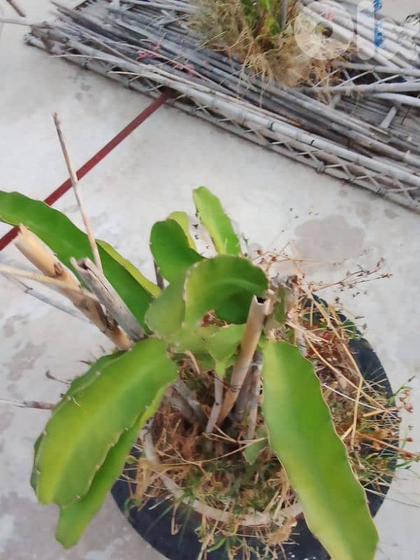 dragon fruit plants شتل 0