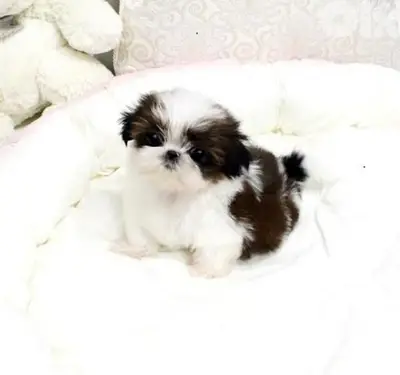 Small Shih Tzu Puppies/ dog كلاب