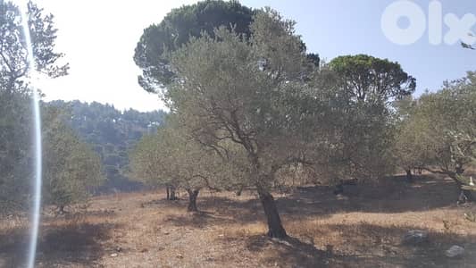 Land for sale in Marjeyoun | أرض للبيع في مرجعيون