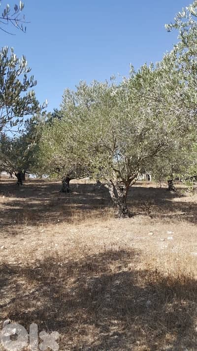 Land for sale in Marjeyoun | أرض للبيع في مرجعيون