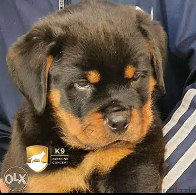 champion bloodline Rottweiler puppies