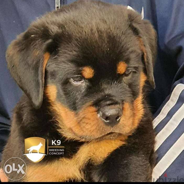 champion bloodline Rottweiler puppies 0
