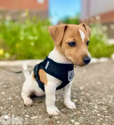 Healthy & cute Jack Russell puppies pure breed Dog/Delivery/ كلب جرو