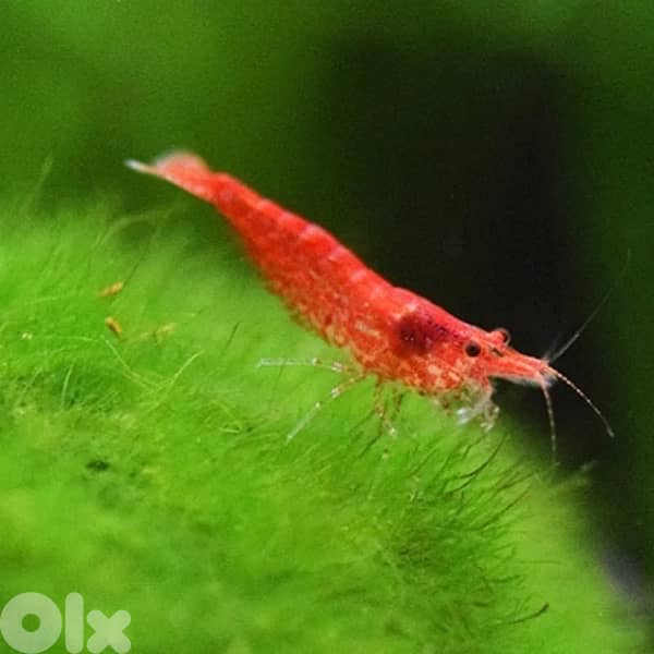 red cherry shrimp 0