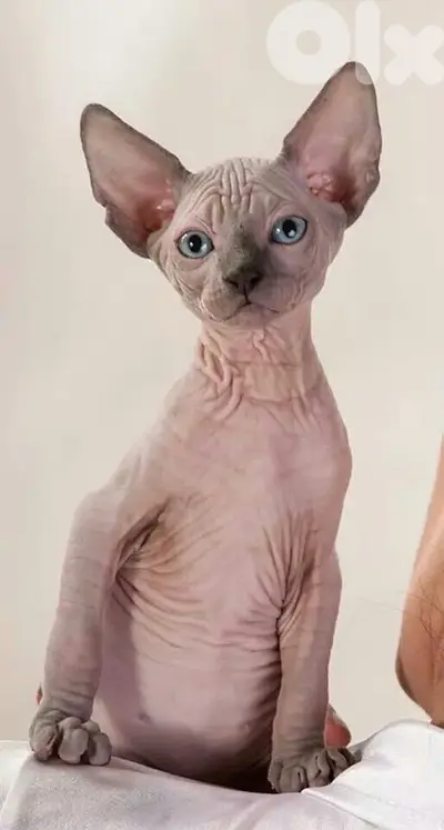 Amazing & rare Sphynx kitten pure breed available Delivery Cat قطط