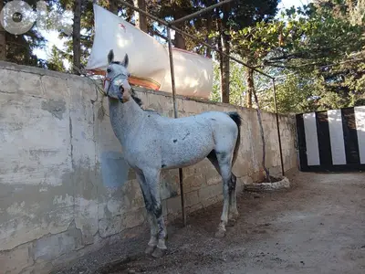 عكار وادي خالد 79146627