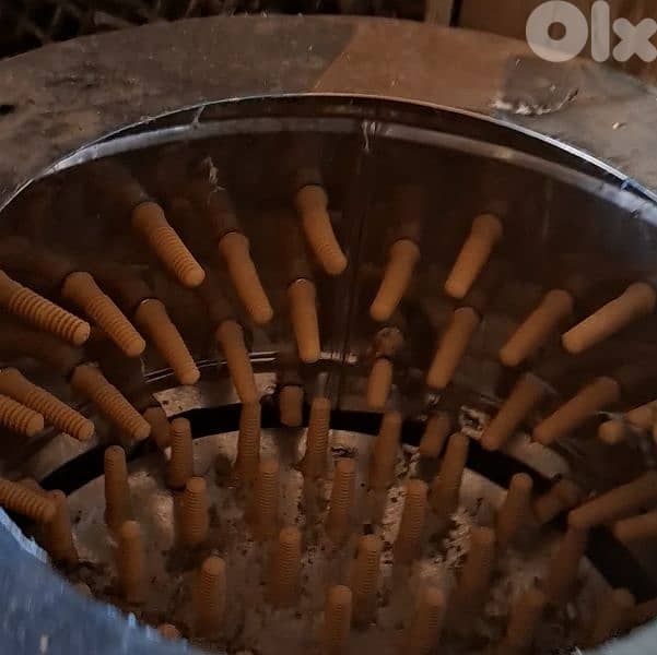 فوزون غولدن احمر و اصفر /غينيا بيغ/كوشامو/براكل بلجيكي/ 5