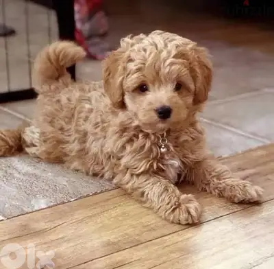 Mini Goldendoodle puppy imported available in store & delivery كلب