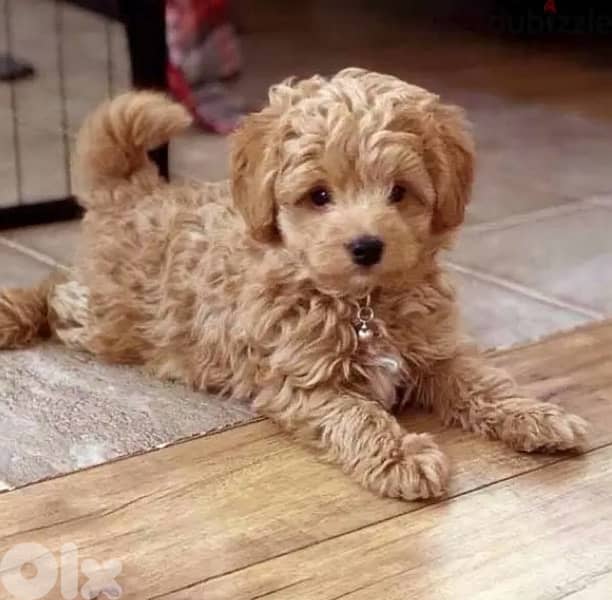 Mini Goldendoodle puppy imported available in store & delivery كلب 0