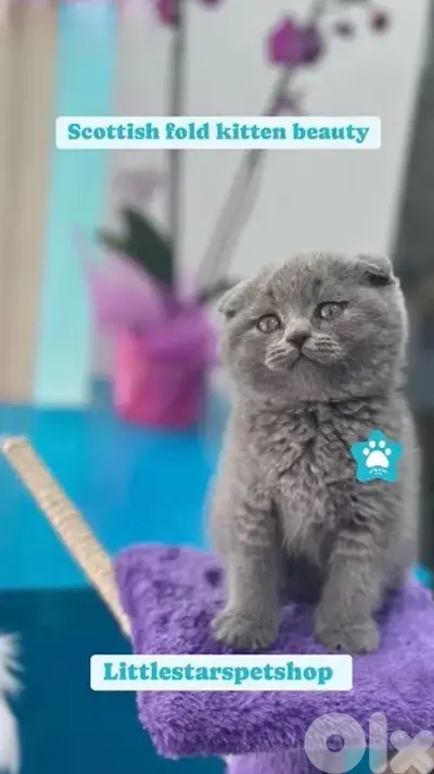 Adorable Scottish Fold kitten available in store & delivery قطط