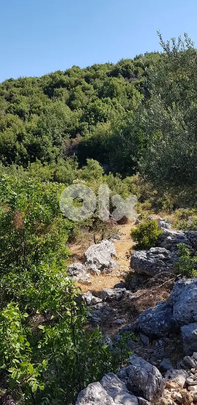 Land for sale in Nehla-Batroun ارض للبيع في نحلا-البترون