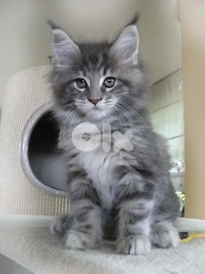 MaineCoon imported blue kitten