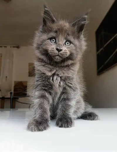 Mainecoon Imported blue kitten
