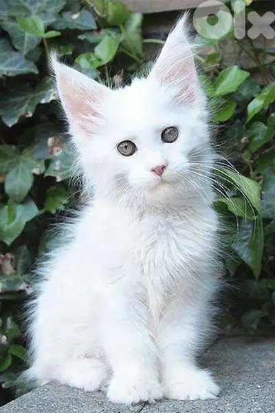 Mainecoon White imported