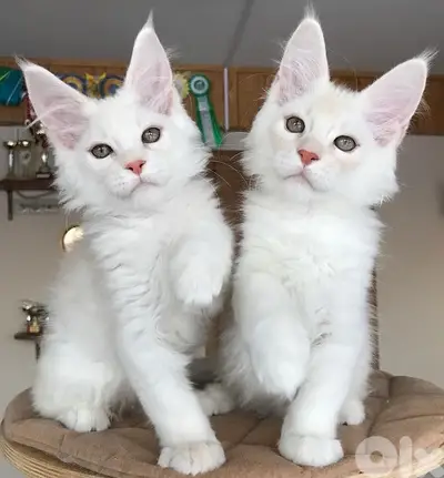 imported white Mainecoon maine coon plus DELIVERY