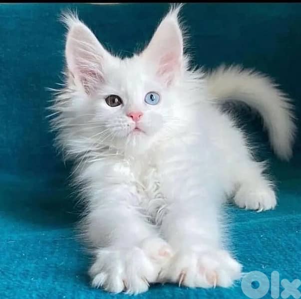 MaineCoon Maine Coon Kitte  imported 0