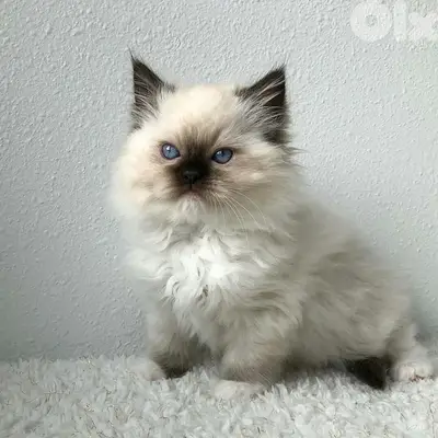 himalayan Kitten Cat قطط