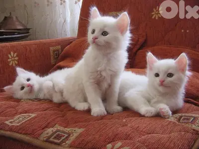 British Shorthair white Kitten DELIVERY
