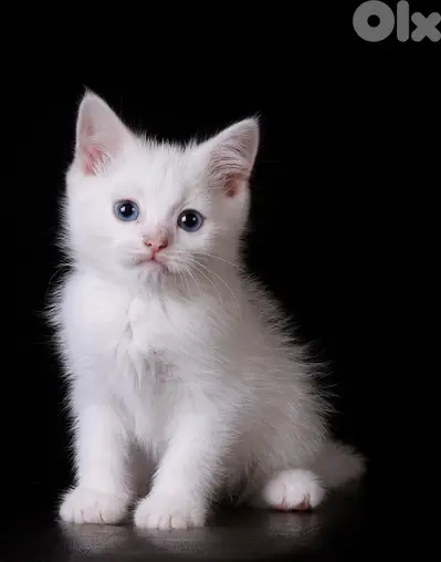 British ShortHair DELIVERY white
