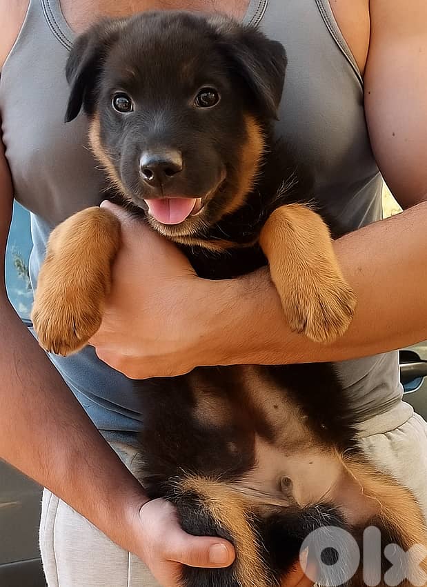 Puppy Mix German Shepherd + Caucasian + Malinois (50 days) 2