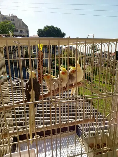 كروان