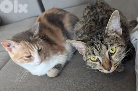 Two spayed female kittens (12 months, 16 months) and their gear/toys