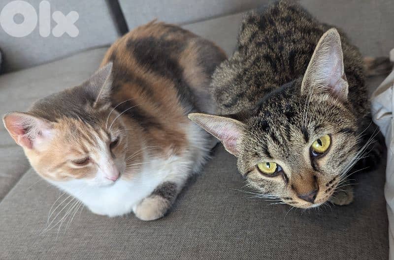 Two spayed female kittens (12 months, 16 months) and their gear/toys 0