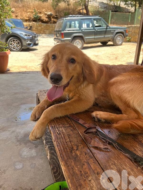 for adoption 0