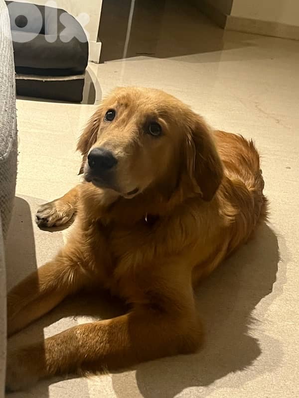 for adoption 1