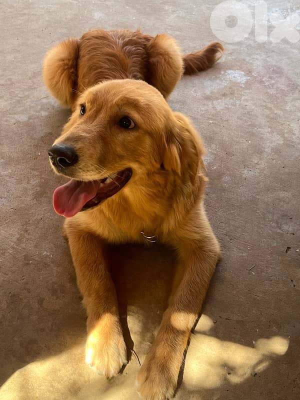 for adoption 2