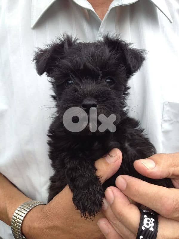 Beautiful Schnauzer Puppy Available by Request | dog كلاب 0