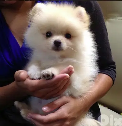 Pomeranian Spitz puppies available in store & delivery available كلاب