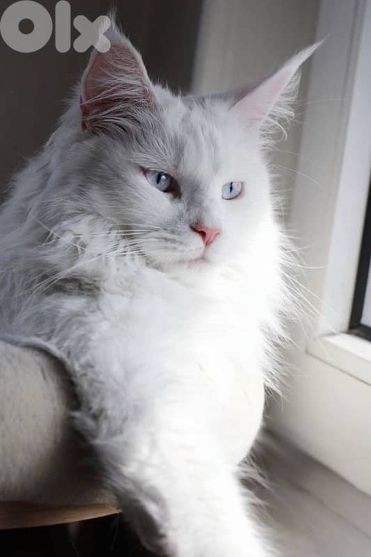 High Quality Maine Coon Kitten Imported Pure Breed Cat قطط 0