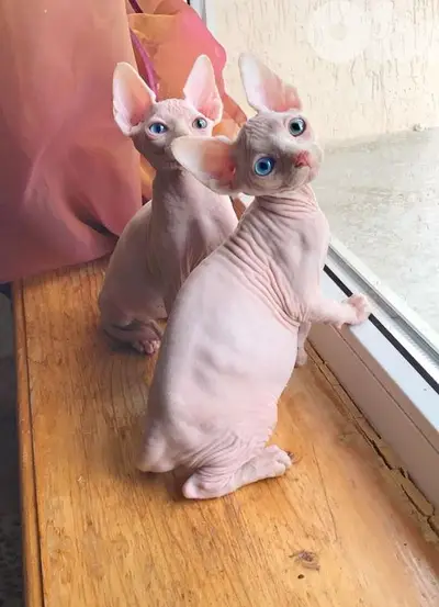 Sphynx Kittens Now in Store/ cat قطط