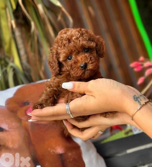 Smallest Toy Poodle puppy available imported Delivery كلب جرو 0