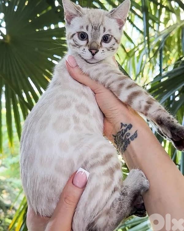 Beautiful Snow Bengal kitten pure breed Cat Delivery قطط 0