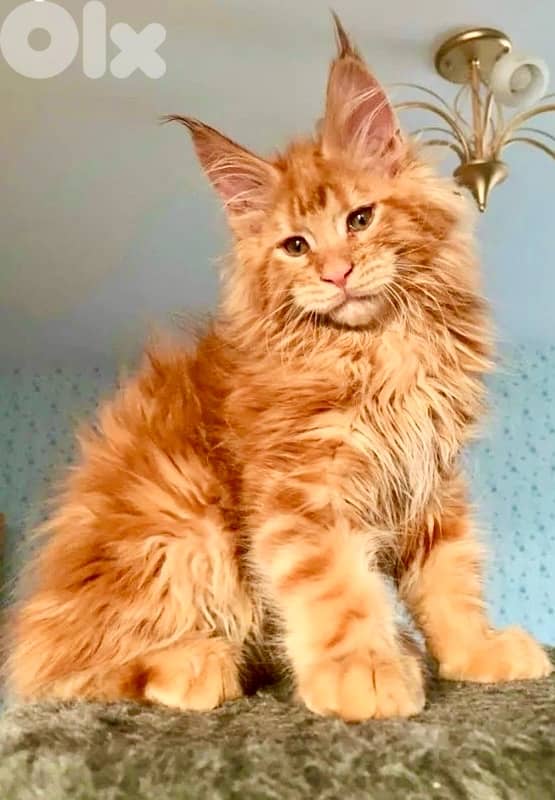 Maine Coon imported pure breed kitten / Cat / قطط 0