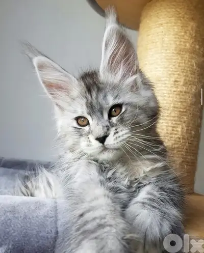 Maine coon kitten Mainecoon We deliver / cat / قطط
